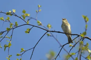 Willow warbler (Phylloscopus trochilus) singing in birch tree at Frensham Common nature reserve