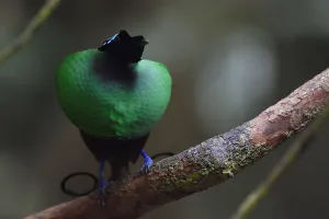 Paradisaeidae Prints: Wilsons bird-of-paradise (Cicinnurus respublica), Waigeo, Raja Ampat, Western Papua