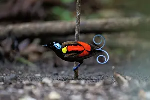 Paradisaeidae Prints: Wilson's bird of paradise (Diphyllodes respublica) male