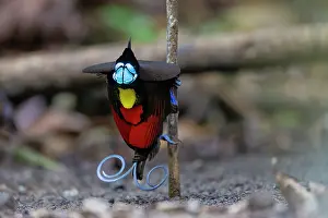 Paradisaeidae Prints: Wilson's bird of paradise (Diphyllodes respublica) male