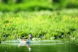 Canal Prints: Wilson's phalarope (Phalaropus tricolor) swimming in circles on canal whilst feeding