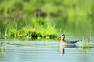 Canal Prints: Wilson's phalarope (Phalaropus tricolor) on water, Xochimilco, Mexico City, Mexico