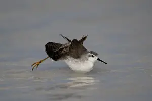 Seabird Prints: Wilson's phalarope (Phalaropus tricolor) on water