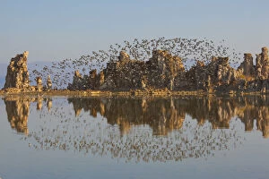 Wilsons Phalaropes (Phalaropus tricolor) flock flying over tufa formations at