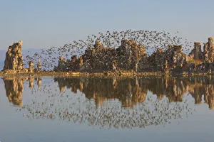 Wilsons Phalaropes (Phalaropus tricolor) flock flying over tufa formations