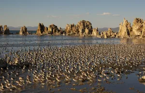 Wilsons Phalaropes (Phalaropus tricolor) large flock on the shore at Mono Lake in late summer