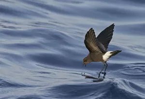 Images Dated 3rd August 2012: Wilsons Storm Petrel (Oceanites oceanicus) feeding whilst walking on water'