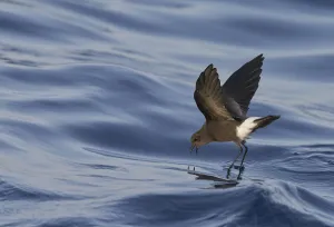 Bending Prints: Wilsons Storm Petrel (Oceanites oceanicus) feeding whilst walking on water