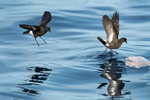Portugal Prints: Two Wilson's storm petrels (Oceanites oceanicus) landing on water surface to feed