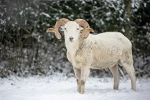 Happiness Prints: Wiltshire horn (Ovis aries) ram standing in snow
