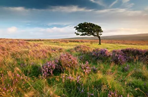 Windswept Hawthorn tree (Crataegus monogyna) among flowering heather. Nr Lynton, Exmoor National Park, Devon, UK, August 2010