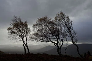 Windswept Silver birch trees (Betula pendula) silhouetted against sky, Cairngorms National Park