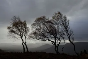 Iwa14 Prints: Windswept Silver birch trees (Betula pendula) silhouetted against sky