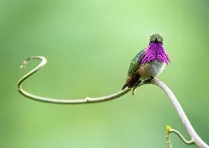 Montane Forest Collection: Wine throated hummingbird (Selasphorus ellioti) male, courtship display, Cloud forest