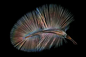 Rhinotia Prints: Wing of a Featherwing beetle (Ptiliidae), which include the smallest beetles in the world