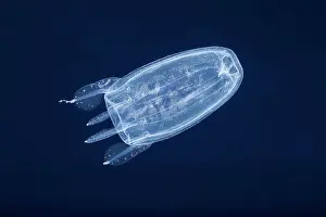 Tentacle Prints: Winged box jellyfish (Alatina alata) swimming in open sea at night
