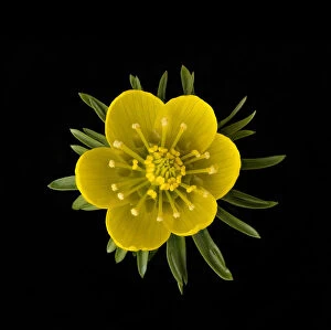 Anthers Gallery: Winter aconite (Eranthis hyemalis) with ring of nectaries below stamens. Focus stacked