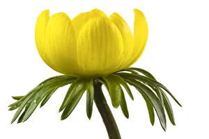 Winter aconite (Eranthis hyemalis) close up with white background Winter aconite (Eranthis hyemalis) close up with white background