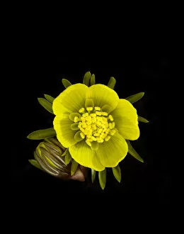 Winter aconite (Eranthis hyemalis) flower and bud. Ring of nectaries formed from petals