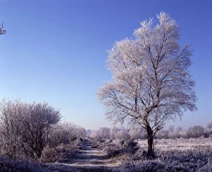 Winter landscape with hoar frost, Brackagh Moss NNR, Portadown, County Down, Northern Ireland