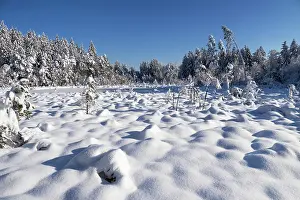 Upland Prints: Winter moorland scene with snow-covered trees and blue sky