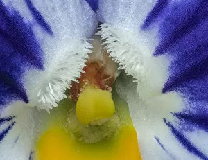 Winter pansy (Viola sp) close up in garden, Banbridge, County Down