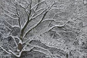 Winter scene with mature tree branches covered in snow, Herefordshire, England, UK