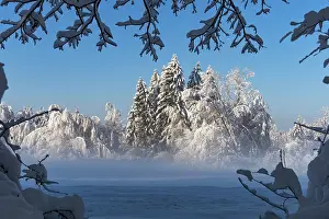 Cold Prints: Winter scene with trees covered in snow in morning sun