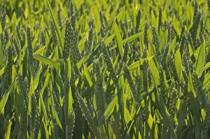Poaceae Collection: Winter Wheat crop (Triticum aestivum) grown at RSPBs Hope Farm, Cambridgeshire
