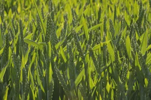 Winter Wheat crop (Triticum aestivum) grown at RSPBs Hope Farm, Cambridgeshire