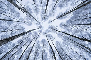 Wintery forest of Silver Birches (Betula pendula) photographed from below with a wide angle lens
