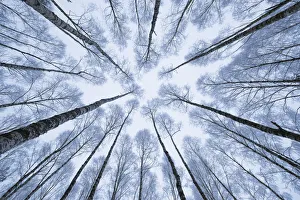 April 2022 Highlights Prints: Wintery forest of Silver Birches (Betula pendula) photographed from below with a wide angle lens