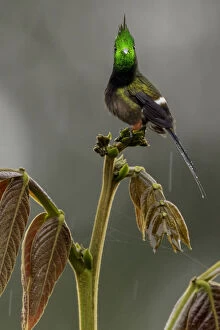 Wire-crested thorntail hummingbird (Discosura popelairii) Sumaco, Napo, Ecuador