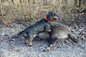 France Prints: Wire-haired dachshund standing on Wild boar carcass
