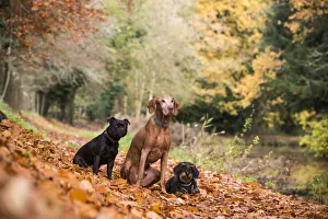 Wirehaired daschund, Staffordshire bull terrier and Hungarian viszla in autumn colours