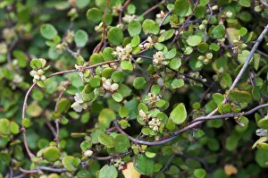Buckwheat Prints: Wireplant (Muehlenbeckia complexa) in flower