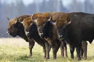 Four Wisent / Bison (Bison bonasus) standing in a row. Bialowieza Forest, Bialowieza National Park
