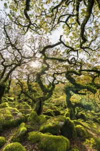 Wistmans Wood, forest of Pedunculate oaks (Quercus robur) on Dartmoor in Devon, England Wistmans Wood, forest of Pedunculate oaks (Quercus robur) on Dartmoor in Devon, England