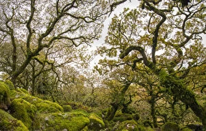 2020 April Highlights Gallery: Wistmans Wood, forest of Pedunculate oaks (Quercus robur) on Dartmoor in Devon, England