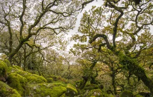 2020 April Highlights Prints: Wistmans Wood, forest of Pedunculate oaks (Quercus robur) on Dartmoor in Devon, England