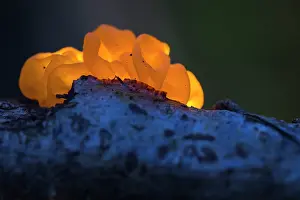 Genoa Prints: Witch's butter (Tremella mesenterica) fungus