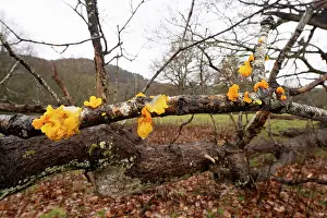 Herefordshire Prints: Witch's butter (Tremella mesenterica) fungus on dead wood