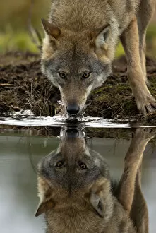 August 2022 Highlights Gallery: Wolf (Canis lupus) drinking water from lake, with reflection, Finland. September