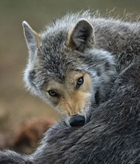 Wolf Prints: Wolf (Canis lupus) grooming, Finland, June