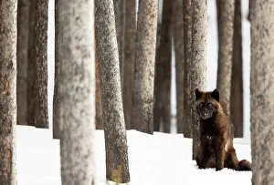 Wolf Prints: Wolf (Canis lupus) sitting on snow amongst trees