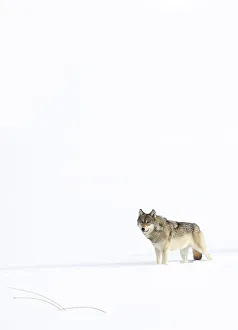 August 2022 Highlights Collection: Wolf (Canis lupus) standing in snow, Yellowstone National Park, USA. January