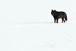 Images Dated 6th April 2022: Wolf (Canis lupus) standing in snow, Yellowstone National Park, USA. January