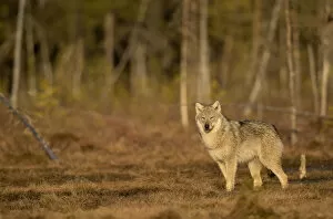 Images Dated 15th April 2020: Wolf (Canis lupus) standing at woodland edge. Finland, April