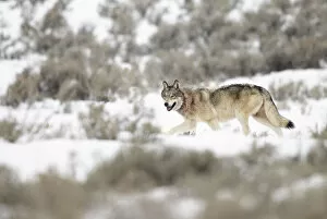 Images Dated 6th April 2022: Wolf (Canis lupus) walking in snow, Yellowstone National Park, USA. January