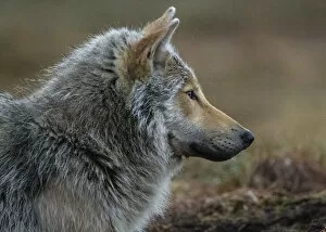 Images Dated 8th January 2021: Wolf (Canis lupus), young male, portrait. Kiekinkoski, Finland. June